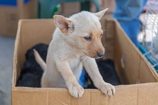 How Old Potty Train Dog 1 Ultimate Guide for New Pet Owners