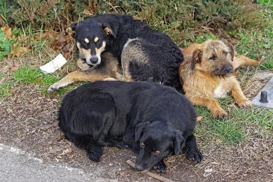 How to Train Your Dog to Go Camping 1 HOW TO TRAIN YOUR DOG TO GO CAMPING like a pro