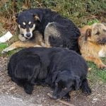 How to Train a Dog to Stop Barking at You Effective techniques for how to train a dog to stop barking at you quickly and positively