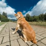 How to Train Dog Not to Pull While Walking Effective method to teach dog not to pull on leash during walks by using positive reinforcement training
