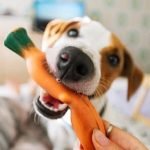 How to Train a Dog to Detect Cancer Guide on training dogs to detect cancer accurately and effectively