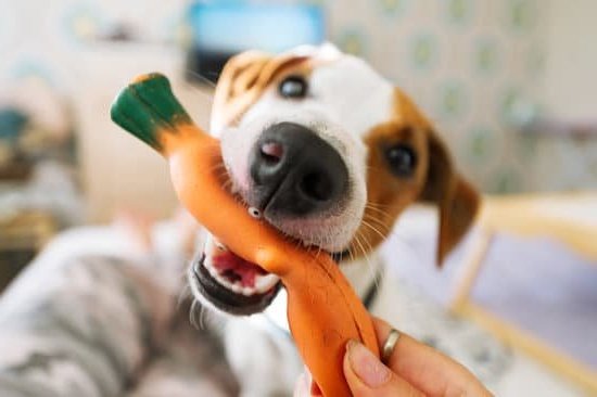 Guide on training dogs to detect cancer accurately and effectively