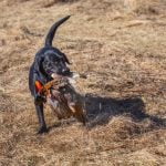 Do you tip your dog trainer Show appreciation with a generous tip for their hard work