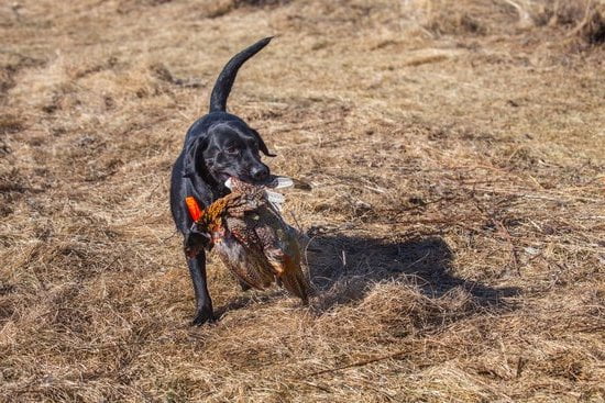 Do you tip your dog trainer Show appreciation with a generous tip for their hard work