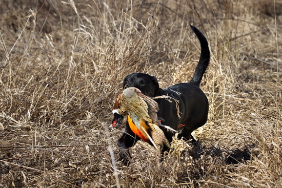 Can you train a dog not to fart Find out how
