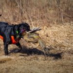 Check Metra guidelines before bringing dogs. Are dogs allowed on Chicago Metra trains Find out here