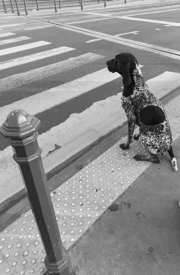 How Much Distance for Upland Dog Trainer 1 Discover ideal training distances with expert Upland Dog Trainer - How Much Distance for Upland Dog Trainer