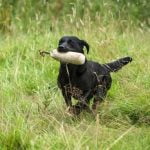 What Treats Do People Use to Train Dogs Homemade dog treats like peanut butter bites are popular for training dogs effectively