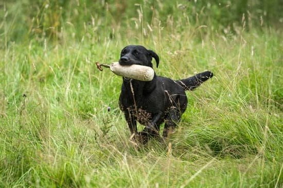 Homemade dog treats like peanut butter bites are popular for training dogs effectively