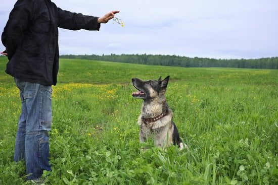 How to Train Companion Dogs 9 Learn effective methods for how to train companion dogs positively and efficiently