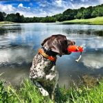 How to Obedience Train a Hyper Dog Step-by-step guide on how to obedience train a hyper dog efficiently