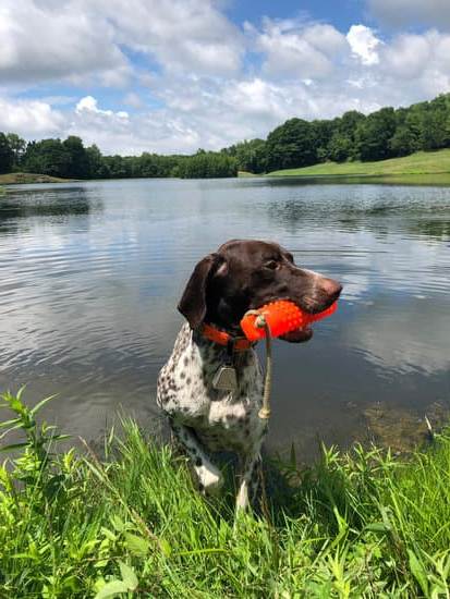Border patrol dogs trained to detect illicit substances, humans, and contraband with their exceptional sense of smell