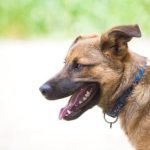 Professional dog training services in Spokane offering personalized one-on-one sessions for your furry friend