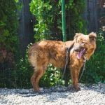 Can You Crate Train Two Dogs in One Crate tips for successful crate training with multiple pets