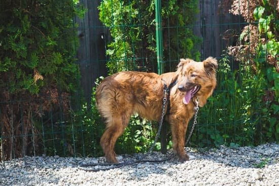 How to Train Older Dog 1 How to Train Older Dog Successfully