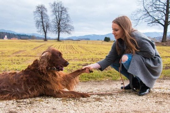 Use hand signals, visual cues, and positive reinforcement. How do I train a deaf dog