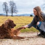 Tips for crate training an older dog. Yes, you can crate train your older dog effectively