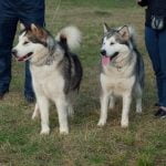 solo training tips for independence