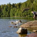 How Are Drug Search Dogs Trained Learn how drug search dogs are trained professionally to ensure effective results