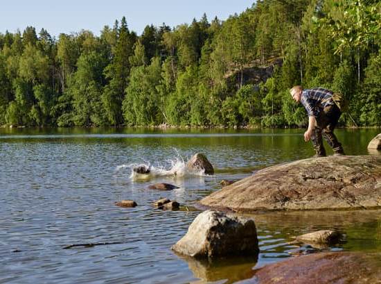 Learn how drug search dogs are trained professionally to ensure effective results