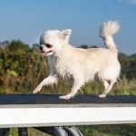 How to Train My Dog Not to Bite Other Dogs Guide on teaching dog not to bite others - Training tips for safe social interactions