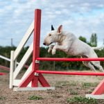 Guide to Where Can You Buy Trained Dogs - Trusted and Certified Sellers Online