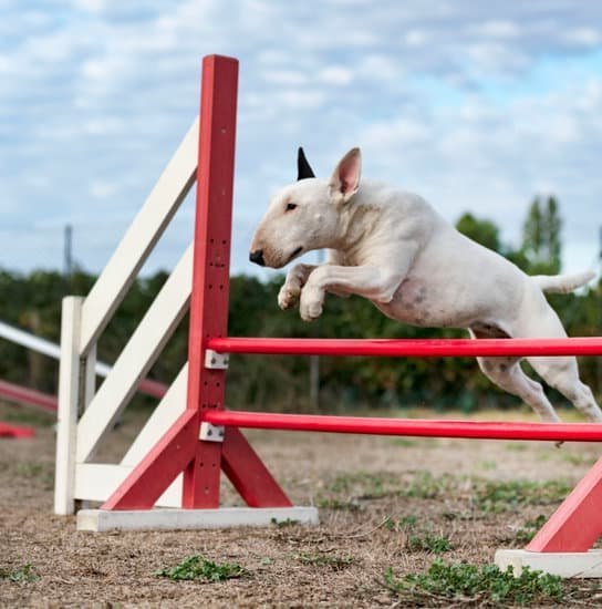 Where Can You Buy Trained Dogs 1 Guide to Where Can You Buy Trained Dogs - Trusted and Certified Sellers Online