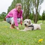 How Much Does Emotional Support Dog Training Cost Affordable Emotional Support Dog Training Fees