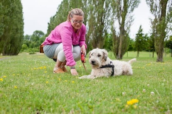 How Much Does Emotional Support Dog Training Cost 1 Affordable Emotional Support Dog Training Fees