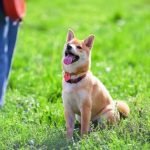Effective strategies to teach your dog to warm up to new people - How to train a dog