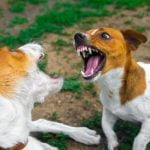 Train your dog not to lick by using positive reinforcement techniques