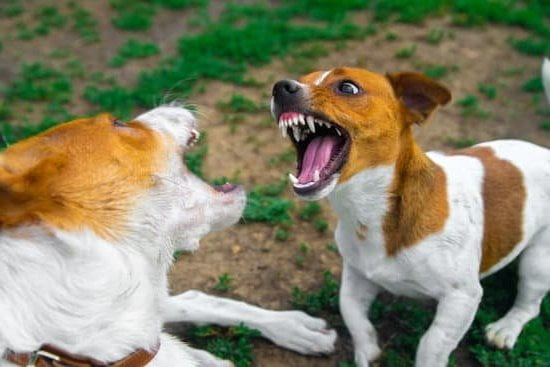 Train your dog not to lick by using positive reinforcement techniques