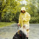 Where to Buy Dog Training Equipment Discover best stores to purchase quality dog training equipment online. Where to buy dog training equipment