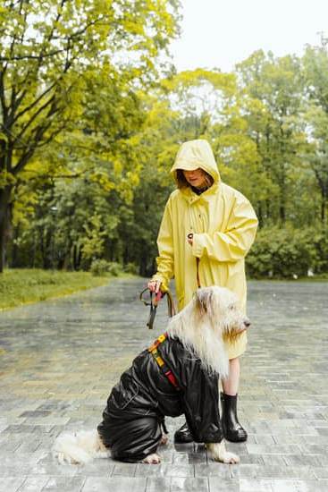 Discover best stores to purchase quality dog training equipment online. Where to buy dog training equipment