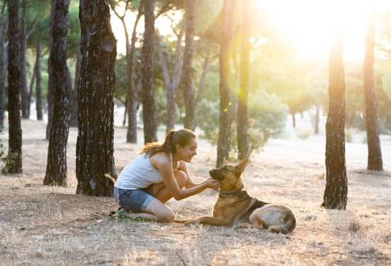 Step-by-step guide on how to train a Red Heeler dog for obedience and agility