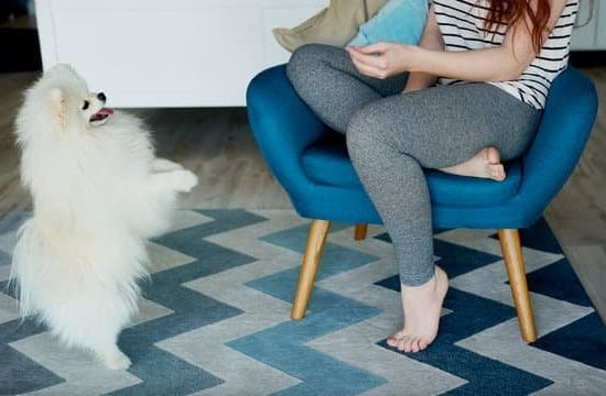 How to Train My Dog to Go Outside 1 How to train my dog to go outside effectively