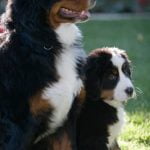 Can You Train a Wolf Like a Dog A wolf can be trained like a dog with patience, consistency, and proper socialization techniques