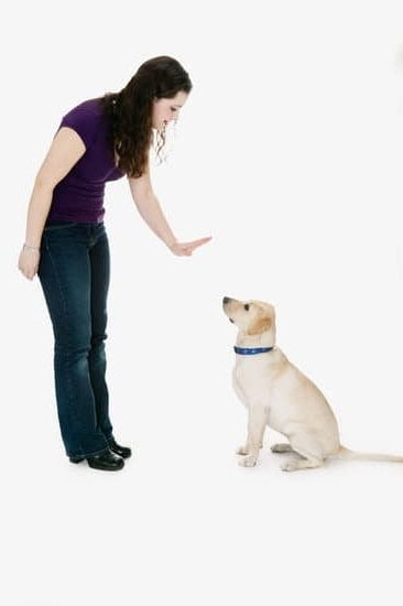 Check pet policies, ensure comfort and safety for your furry companion