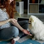 How Old Can You Start Training a Dog Optimal age to begin dog training