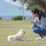 Why Do People Train Their Dog Building a Strong Relationship Through Obedience and Communication