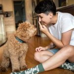 How to Train a Dog Not to Go Up Stairs Use positive reinforcement, start with lower steps