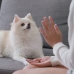 Step-by-step guide on how to train your dog to balance treats on their nose