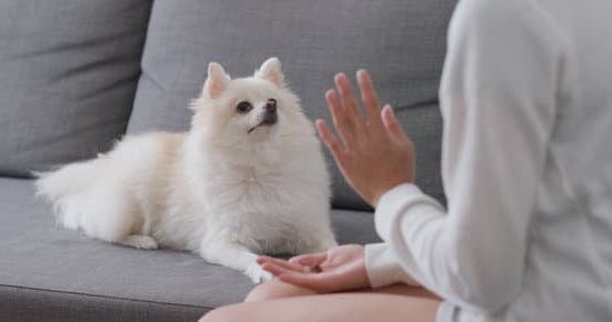 Step-by-step guide on how to train your dog to balance treats on their nose