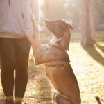 Effective dog training methods at A Better Canine, focusing on positive reinforcement techniques
