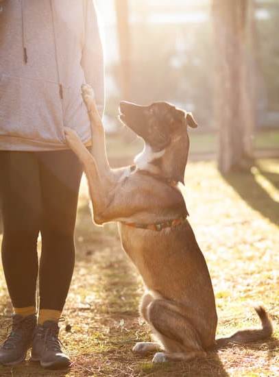 Effective dog training methods at A Better Canine, focusing on positive reinforcement techniques