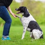 Accommodate dogs on pet-friendly South West Trains for stress-free travel experience