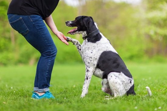 Can Dogs Travel on South West Trains 1 Accommodate dogs on pet-friendly South West Trains for stress-free travel experience