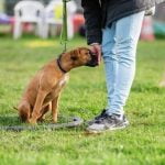 Is the Dog in John Wick 2 E Collar Trained Dog e-collar trained scenes