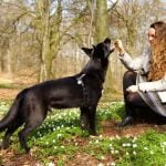 Are K9 police dogs trained to be anti-social Explore how these canines are prepared for duty