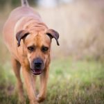 Professional gun dog training services for all breeds at competitive rates. How much is gun dog training